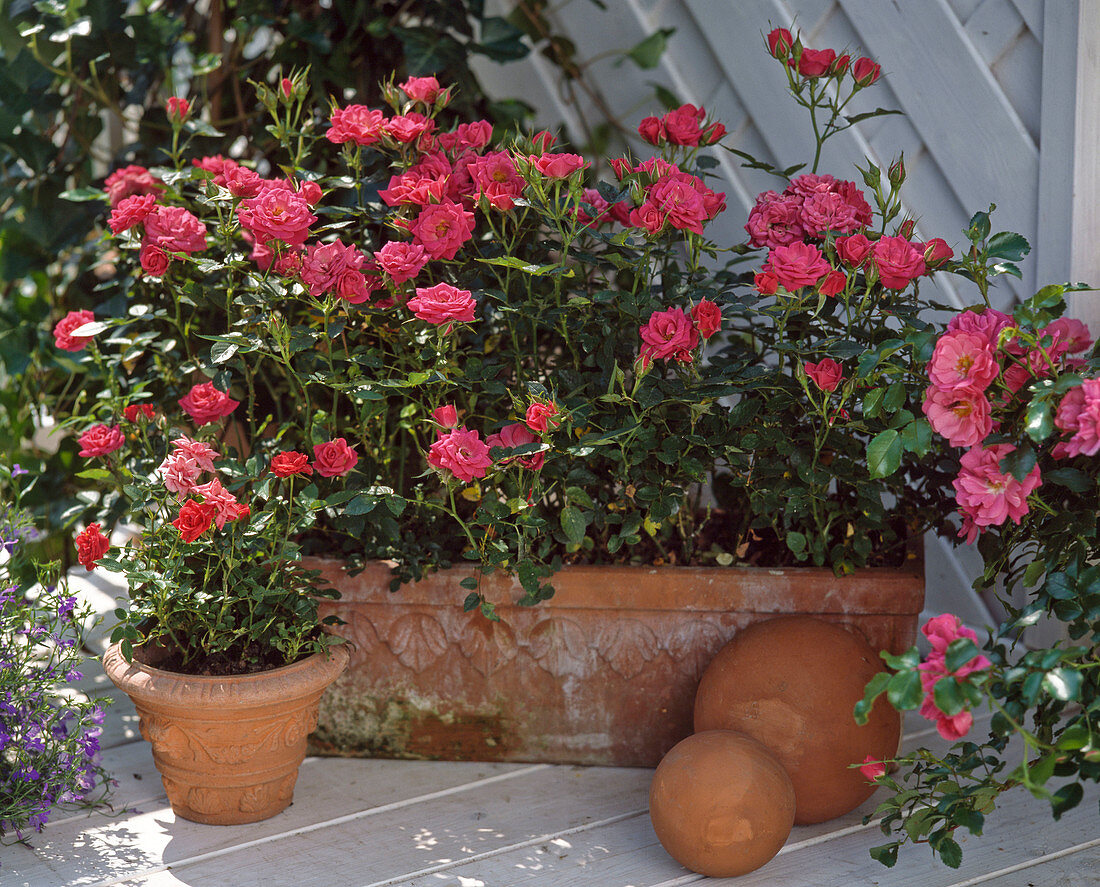 Patio roses and dwarf rose
