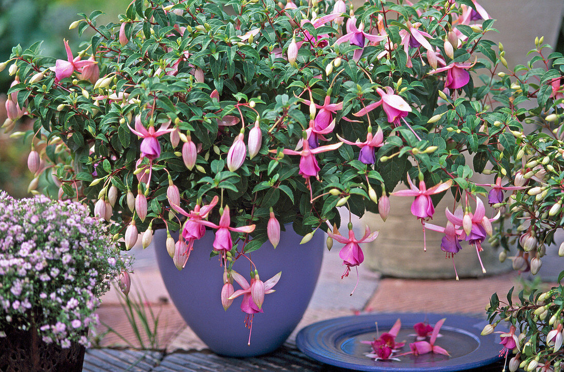 Fuchsia - HYBR.