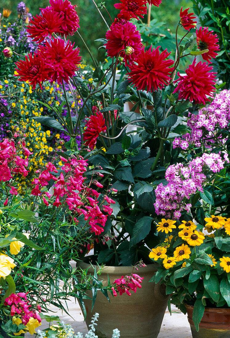 Dahlia, Penstemon, Phlox, Rudbeckia