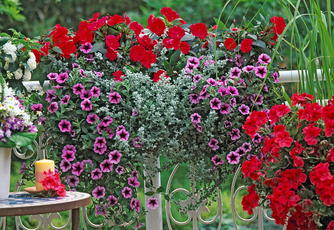 Flower box Petunia