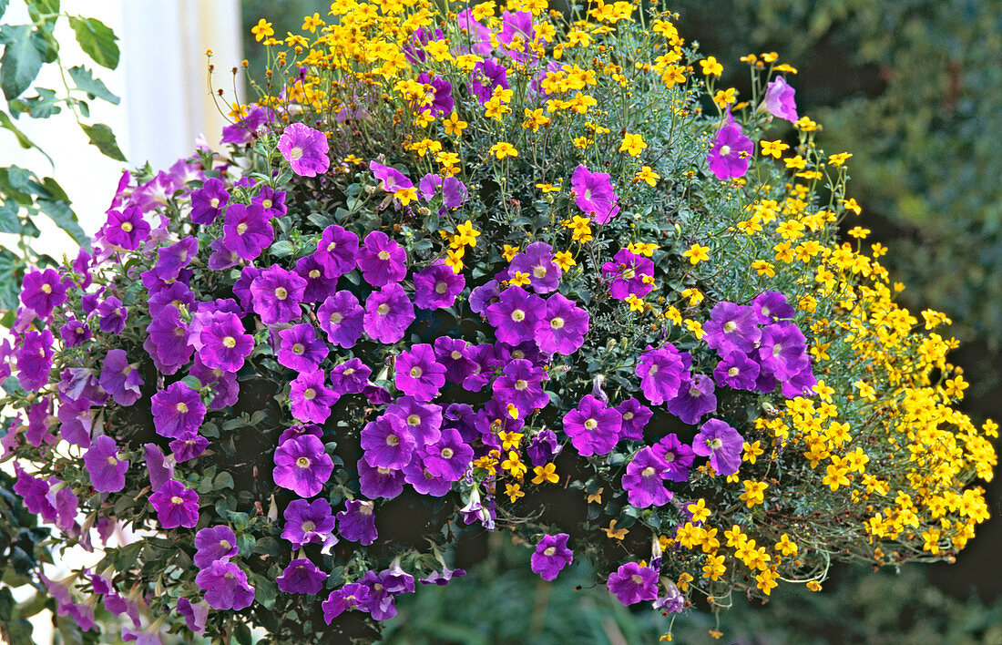 Hanging basket with Petunia 'Surfinia Blue' (new)
