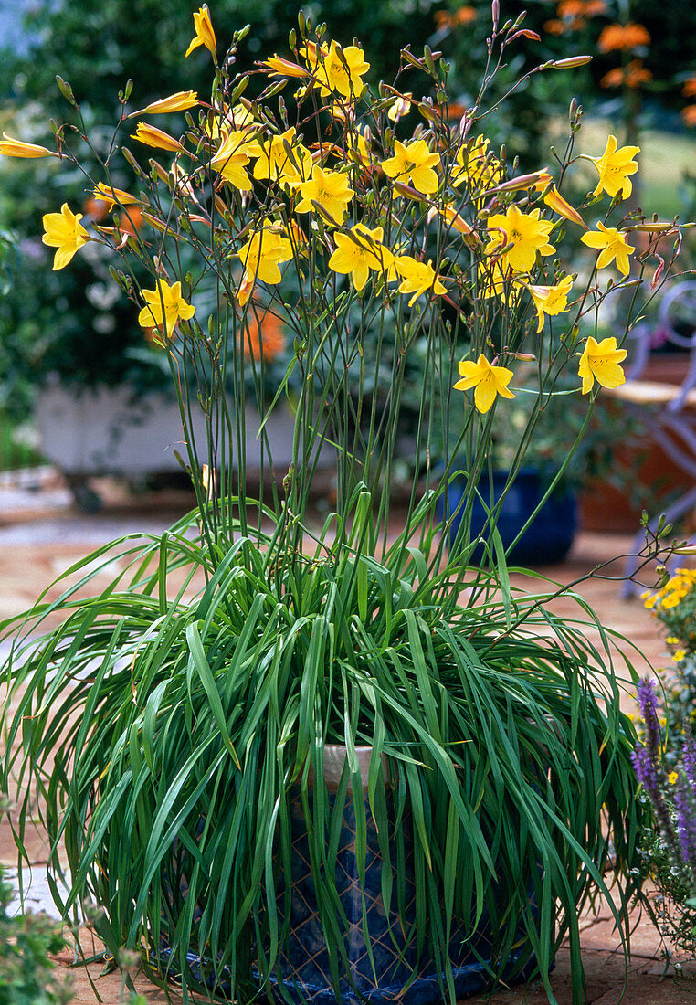 Hemerocallis citrina