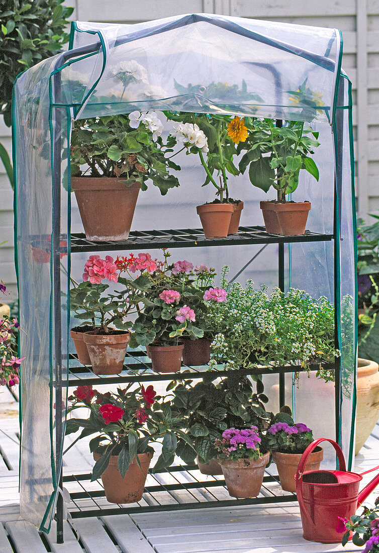 Folienzelt as a miniature greenhouse