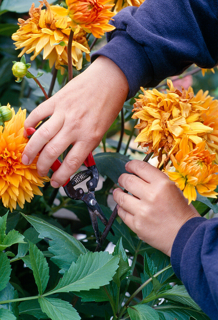 Cutting off dahlias after flowering