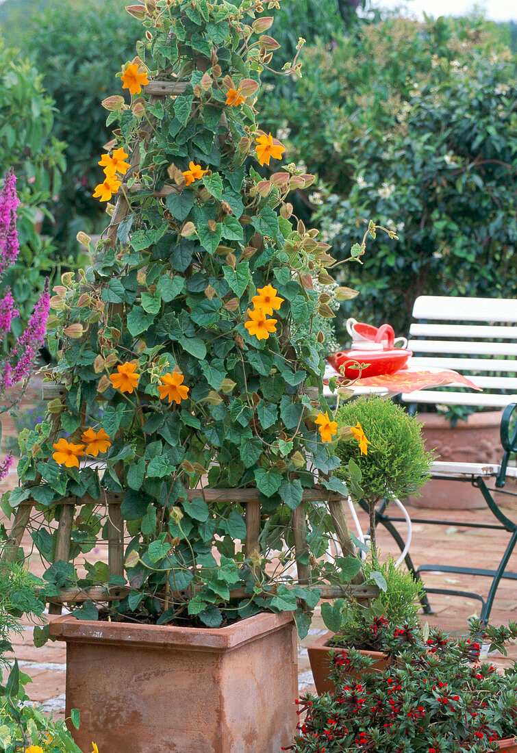 Thunbergia Gibsonii