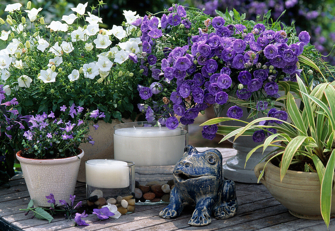 Glockenblume (Campanula carpatica)