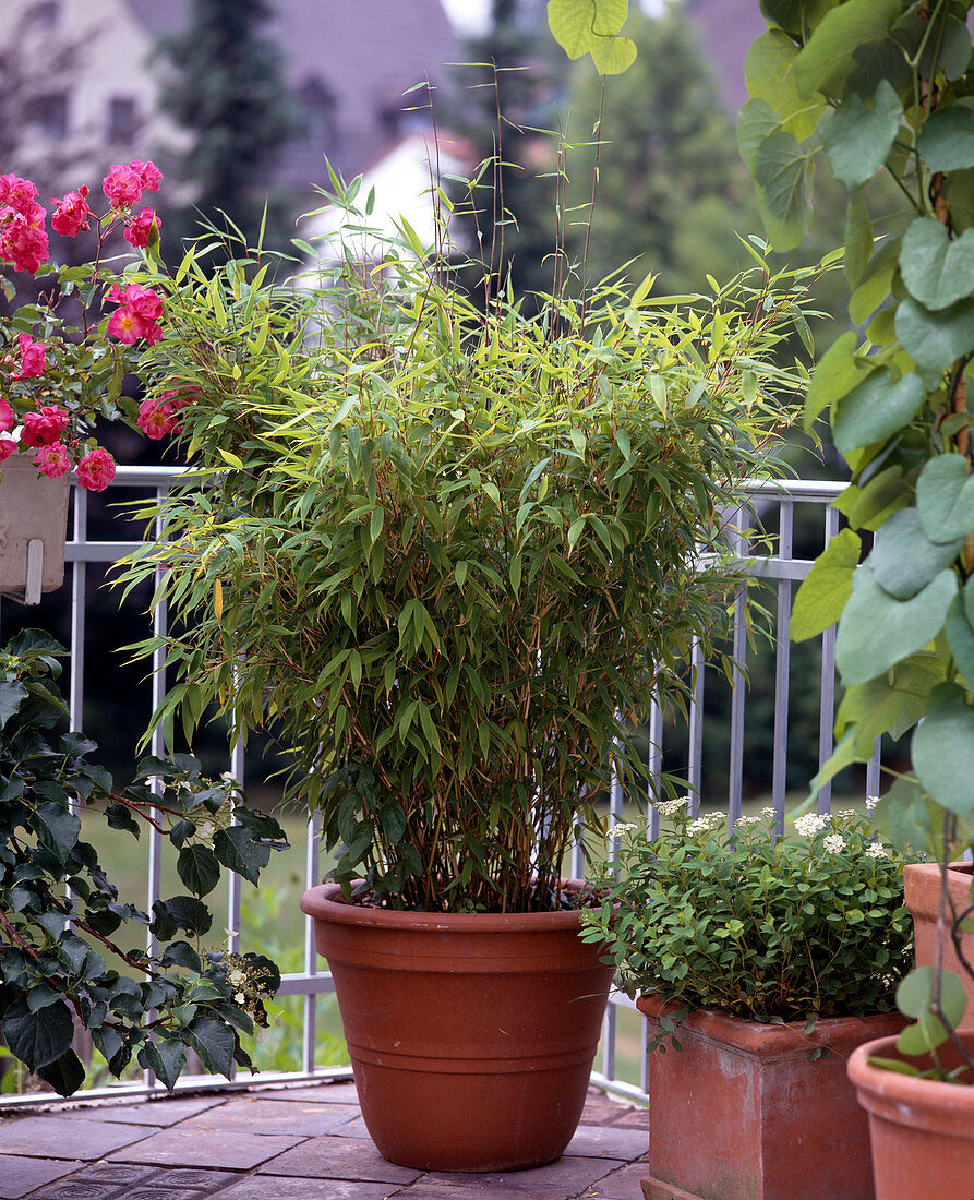 Sinarundinaria murielae (garden bamboo)