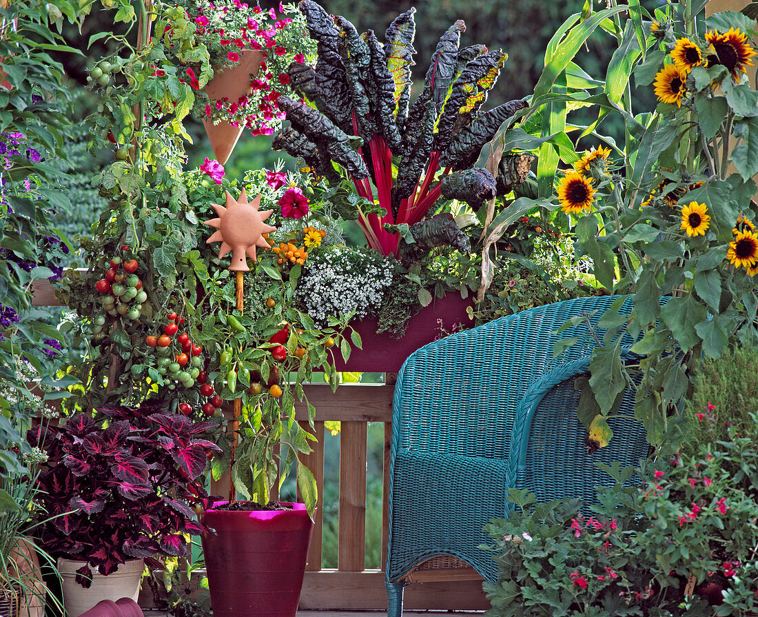 Vegetable balcony, tomatoes, coleus, petunia