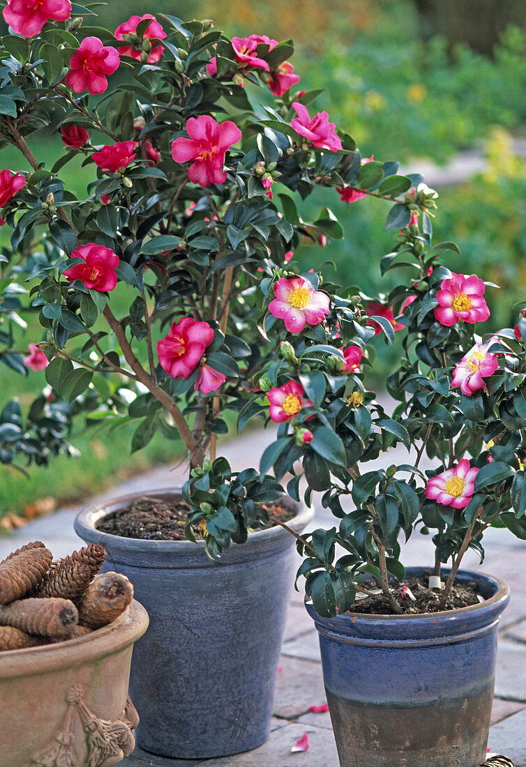 Camellia Sasanqua 'Navaja', 'Plantation Pink'