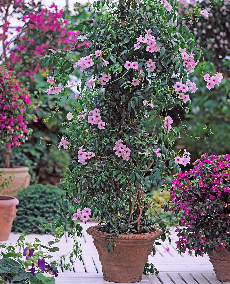 Pandorea Jasminoides