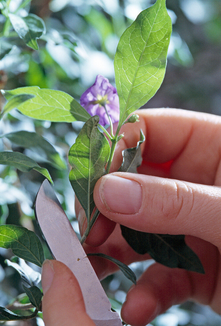 Solanum rantonnetii, cuttings propagation