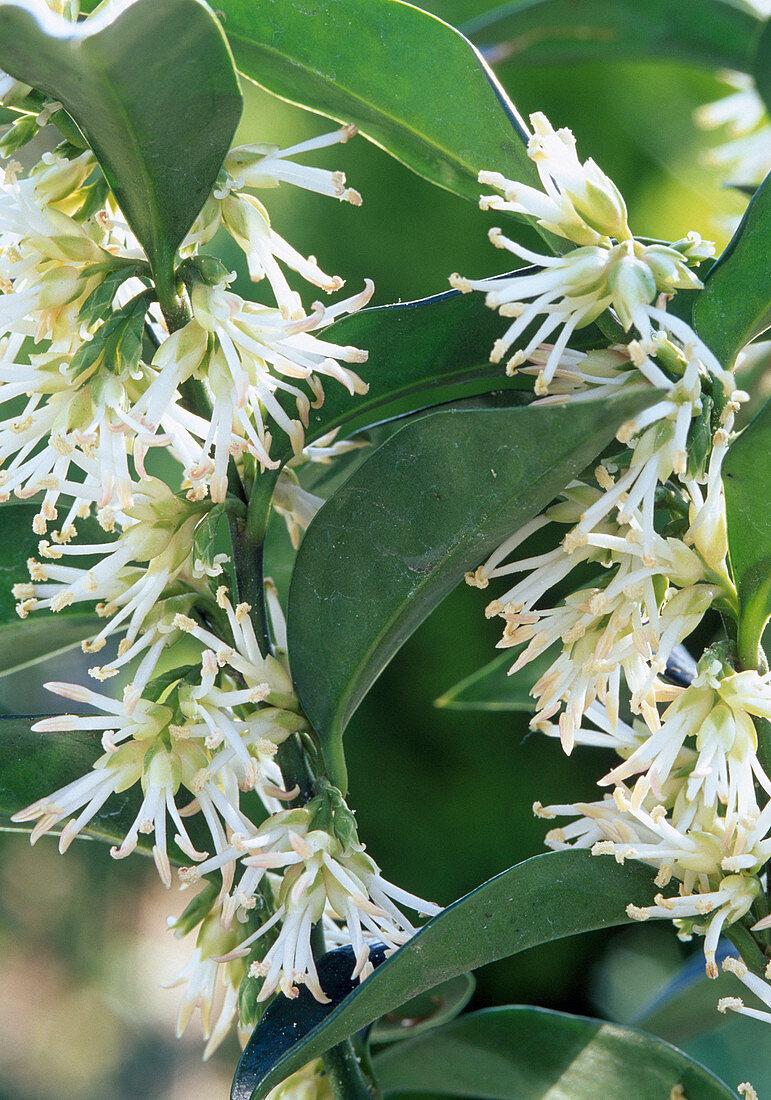 Sarcococca confusa