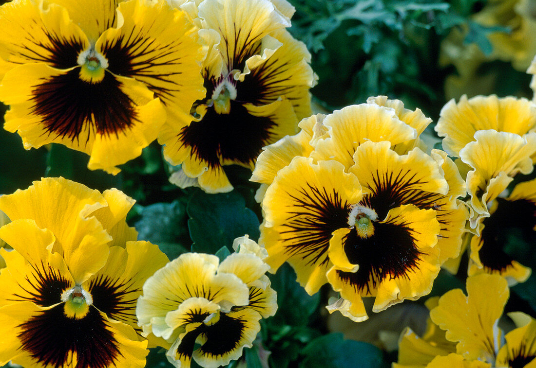 Viola wittrockiana 'Orchi' yellow