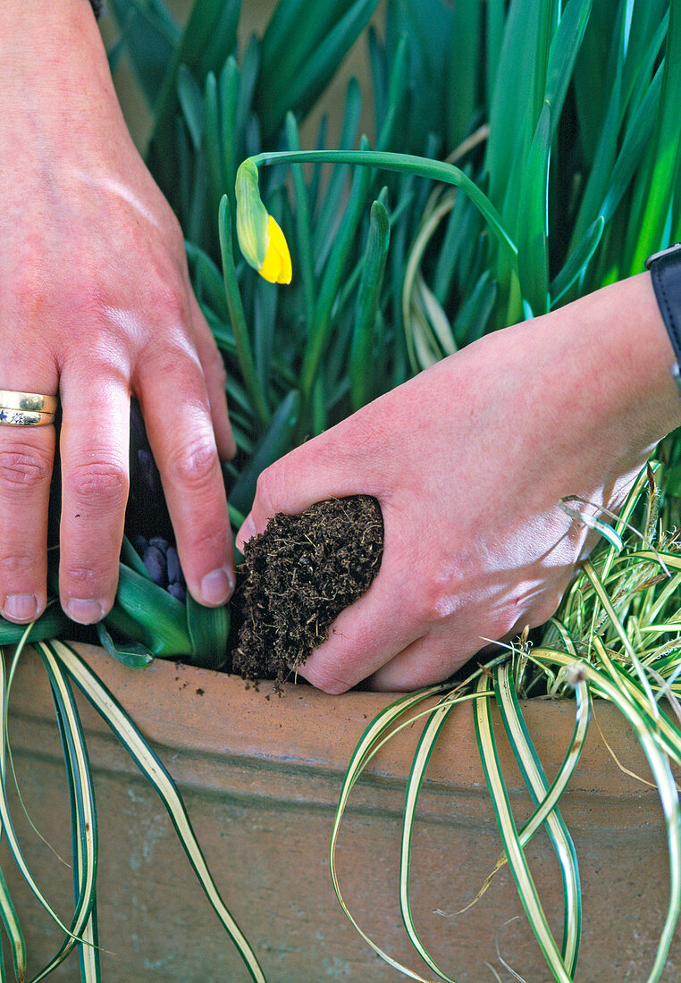 Plant the shell with the spring onions
