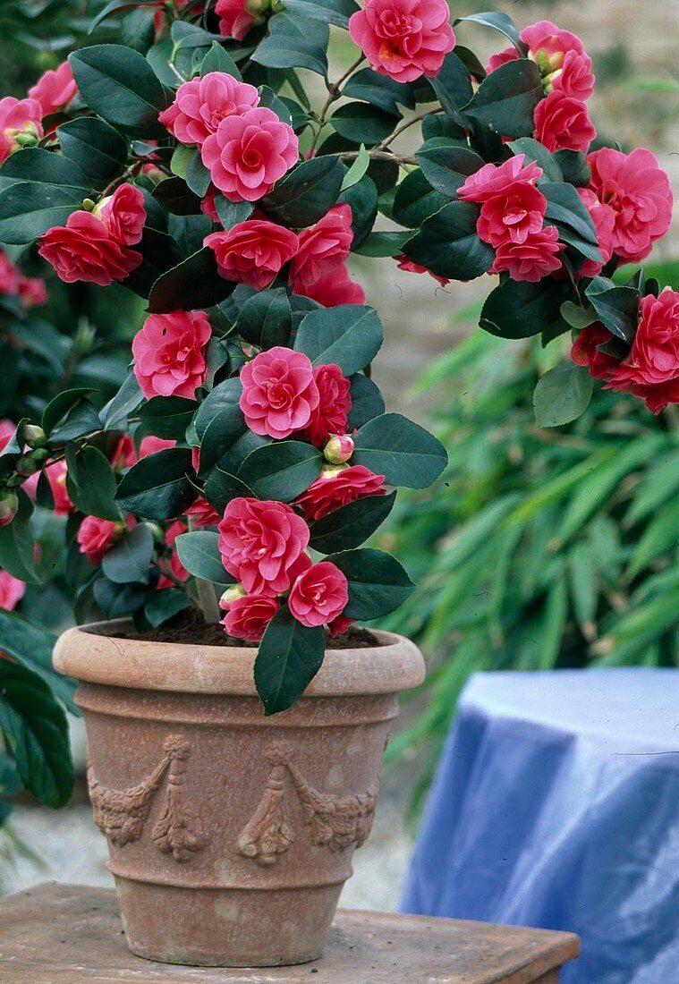 Camellia-Hybr. 'Coquettii'