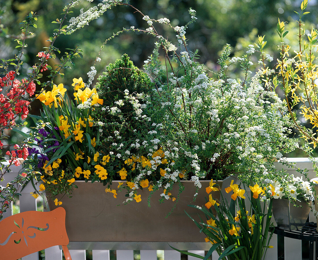 Box, Narcissus 'Jetfire', Viola cornuta 'Golden Yellow'