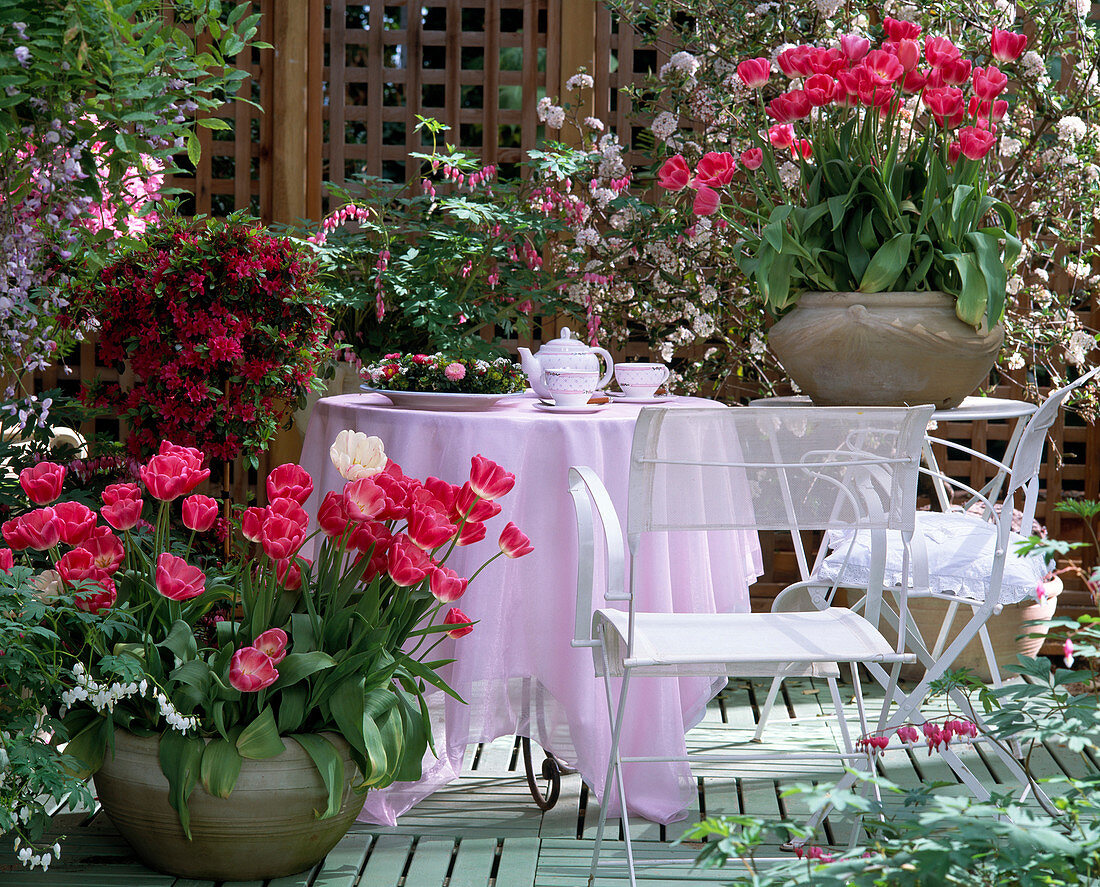 Terrasse mit Tulpen 'Rosario', Azalea-Hybr.,