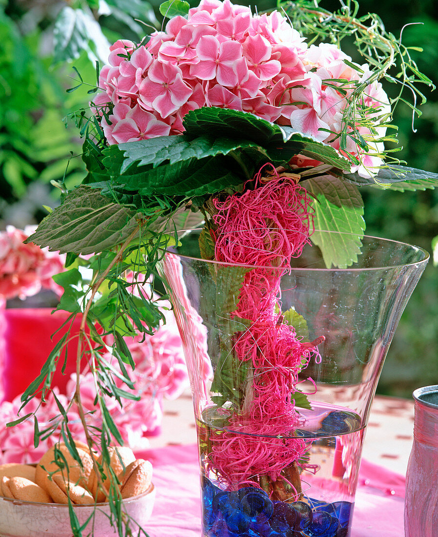 Hydrangea macrophylla 'Lady Tokio Pink' / Hortensie