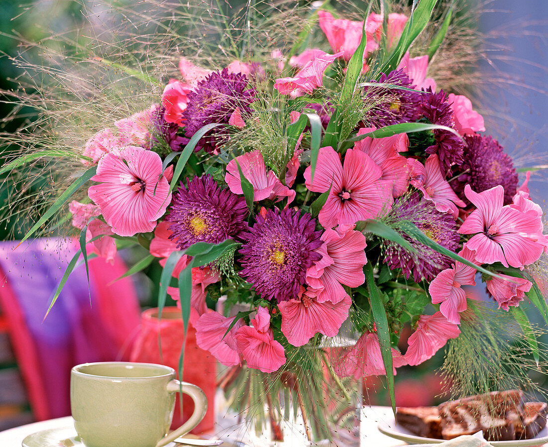 Lavatera trimestris (Mallow)