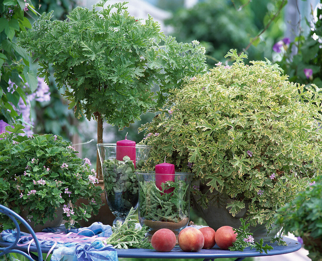 Duftpelargonium: Pelargonium graveolens 'Prinzess Ann'