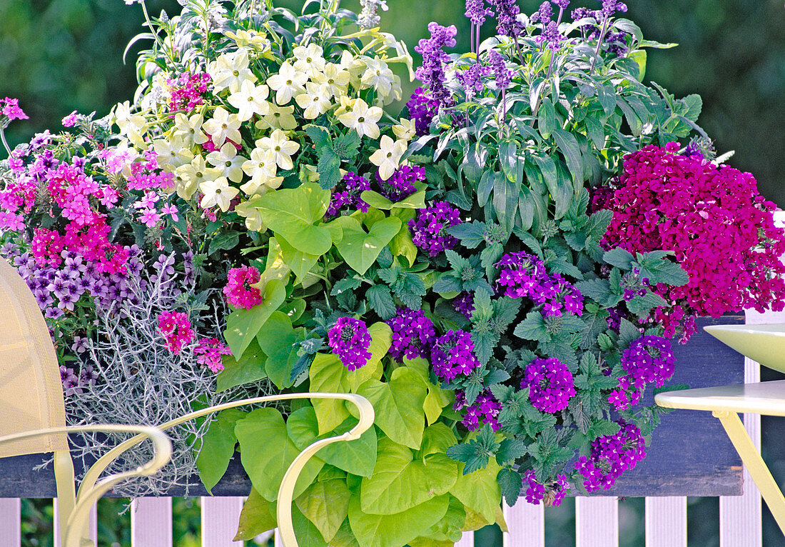 Verbena, Phlox drummóndii, Nicotiana, Ipomoea / Süßkartoffel