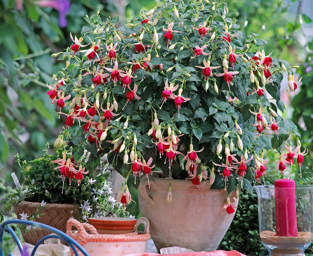 Fuchsia-Hybr. 'Celia Smedly'