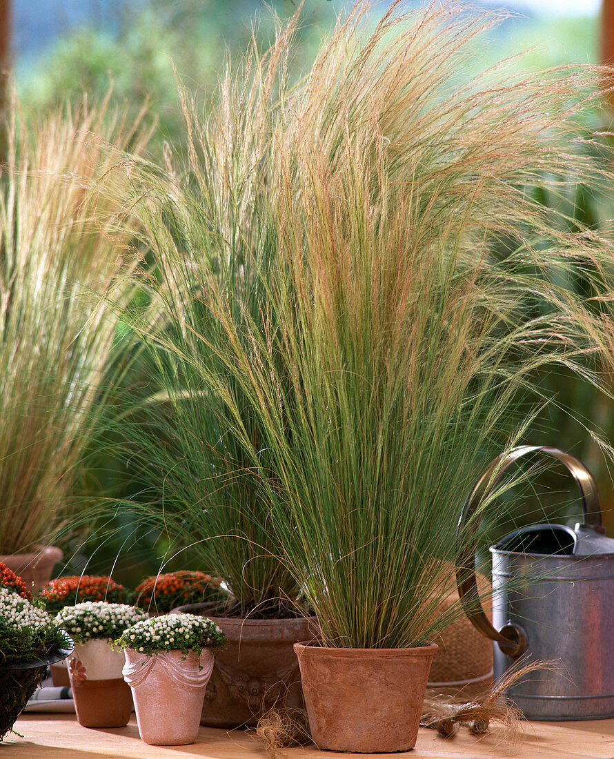 Gräser: Stipa tenacissima 'Fontain'