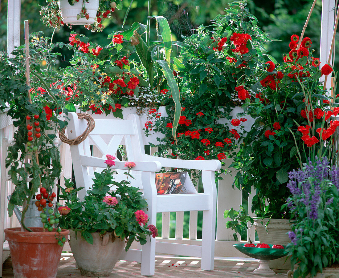 Balkon m. Abutilon 'Bella f1', Cocktailtomaten