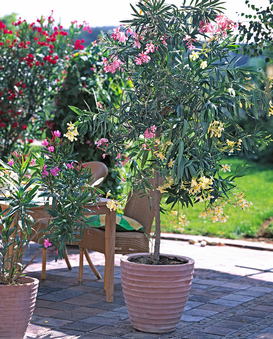 Nerium Oleander 'Marie Gambretta' gelb