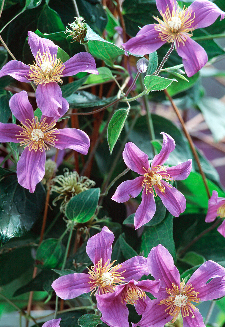 Clematis hybrid 'Juuli'