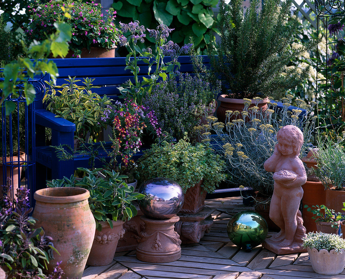 Kräuterterrasse: Helichrysum / Currykraut, Rosmarin