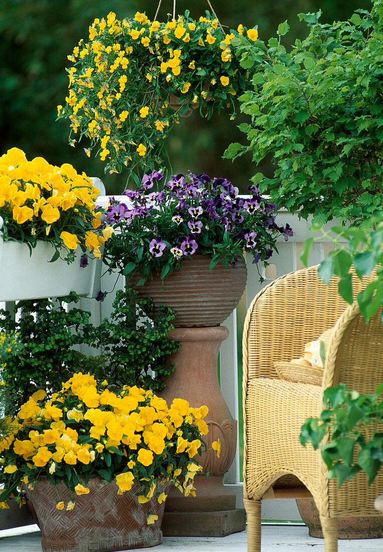 Viola 'Lubega yellow', 'Lubega Midnight'