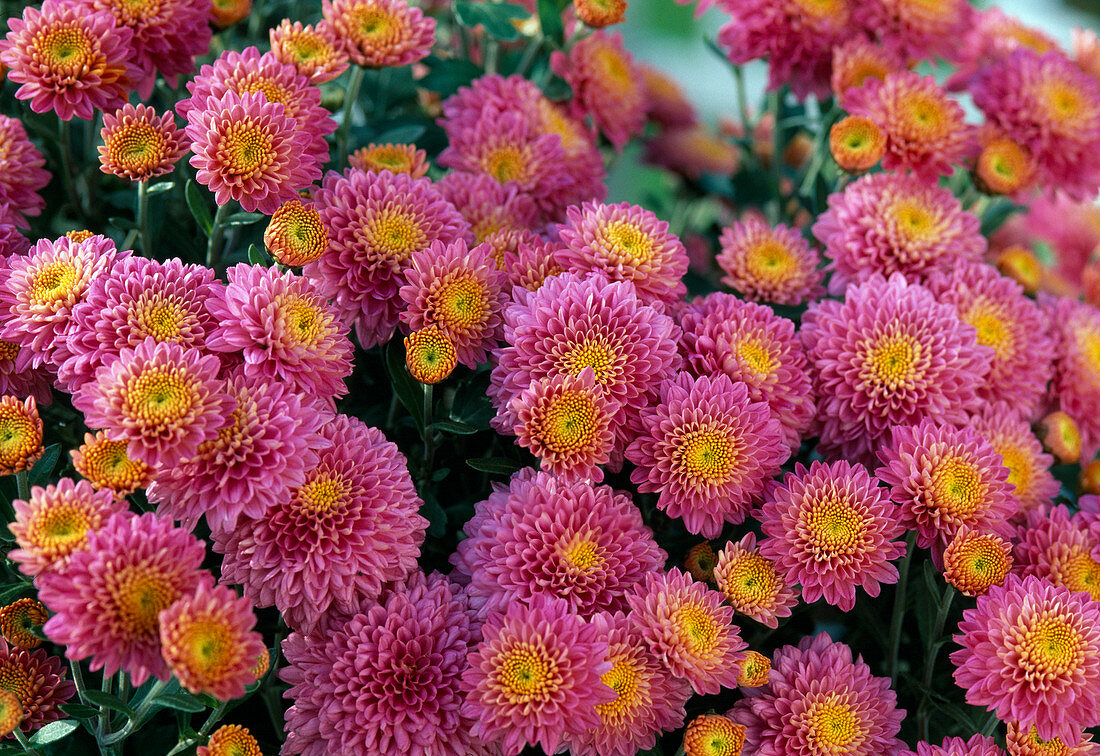 Autumn Chrysanthemum (Dendranthema Garden Mums, Dreamstar 'Erato')