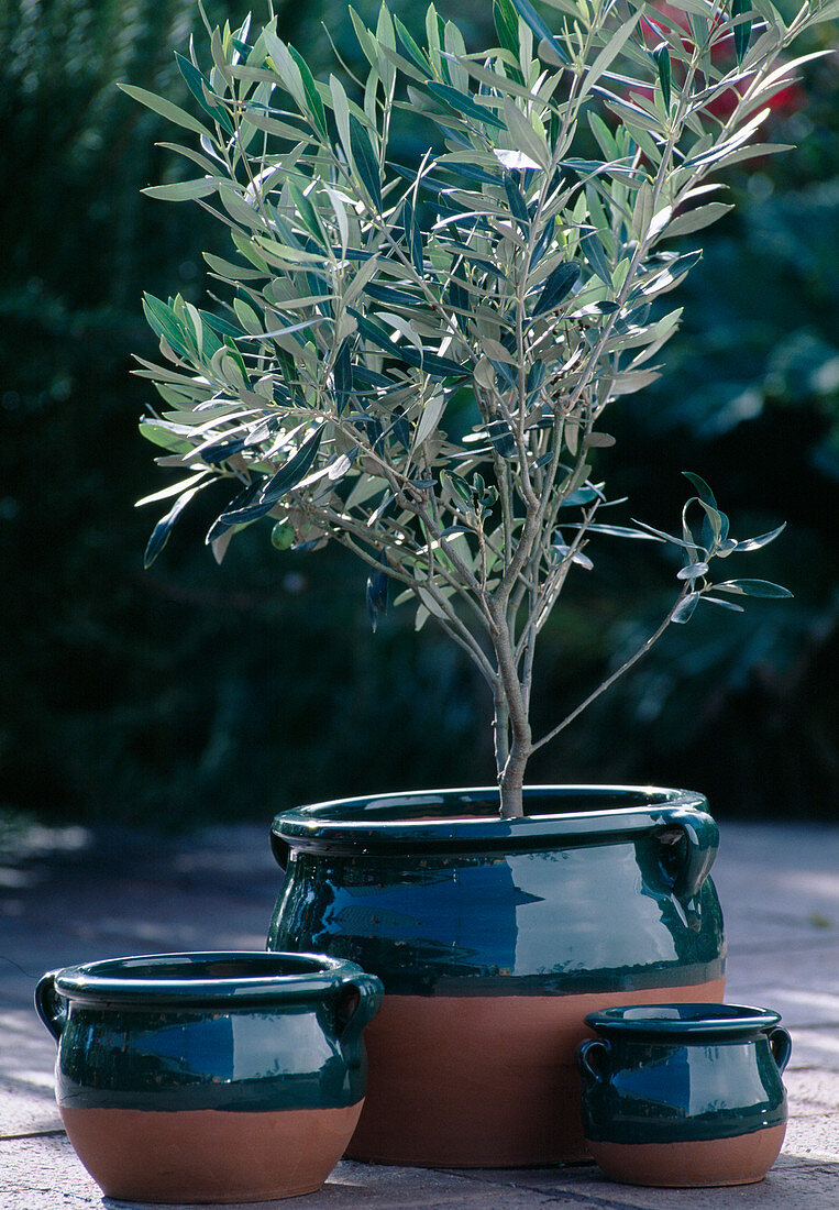 Griechische Übertöpfe mit Olea europaea / Olivenbaum