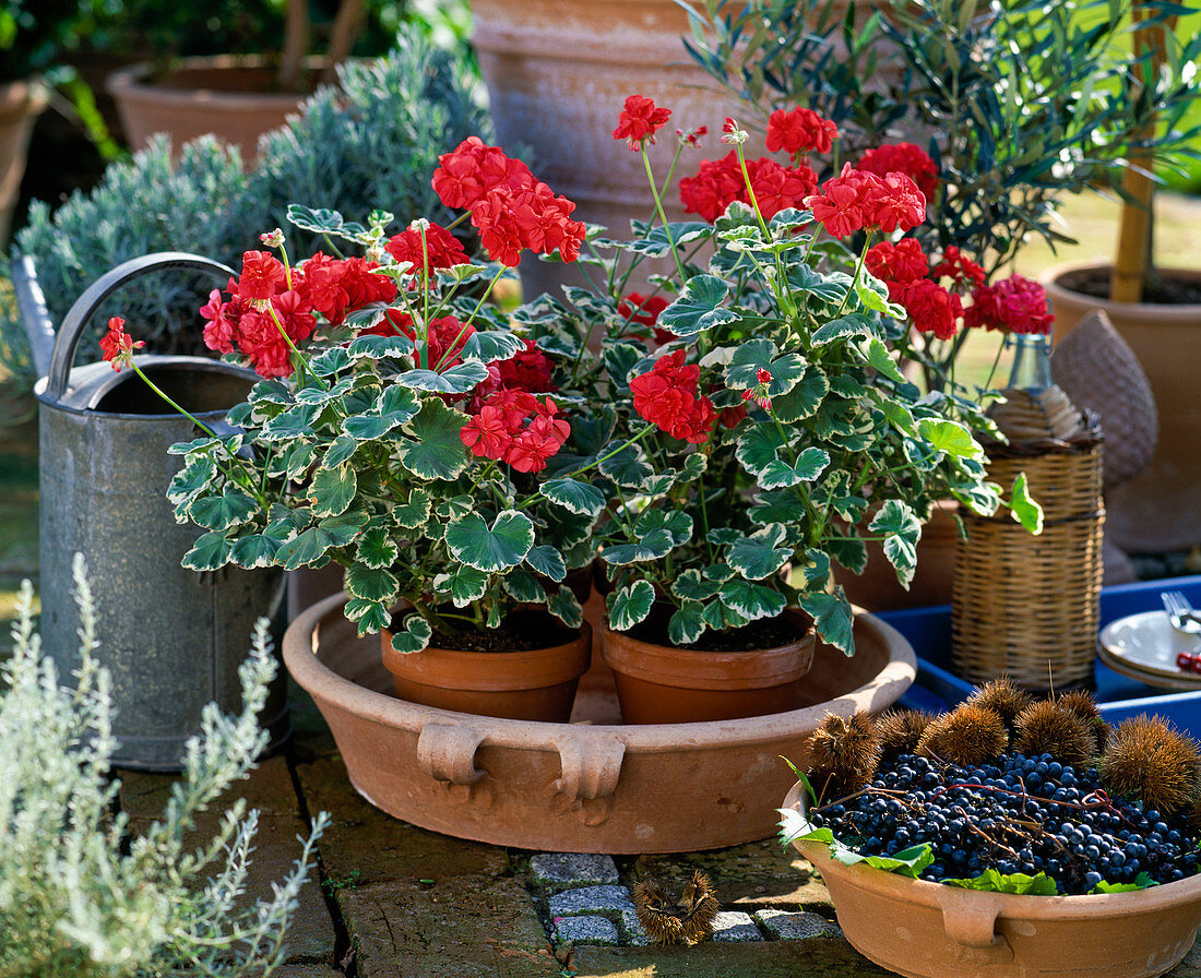 Tonschale mit Pelargonium-Zonale-Hybr.