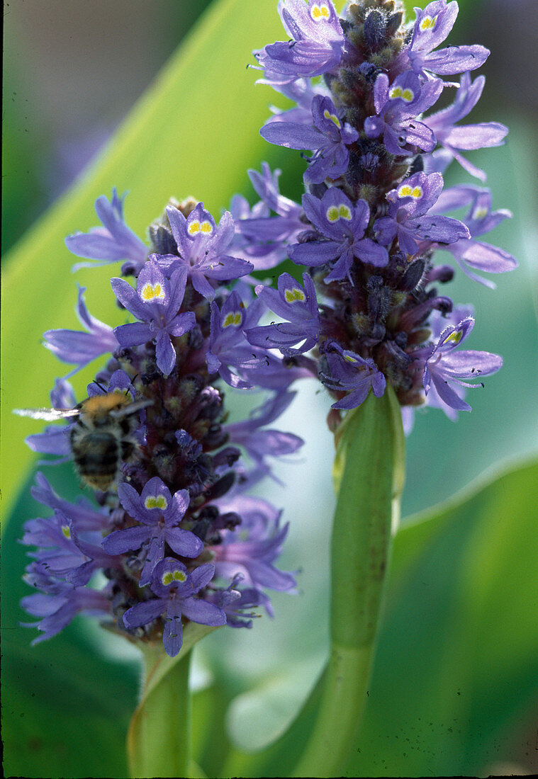 Pontederia cordata / Hechtkraut