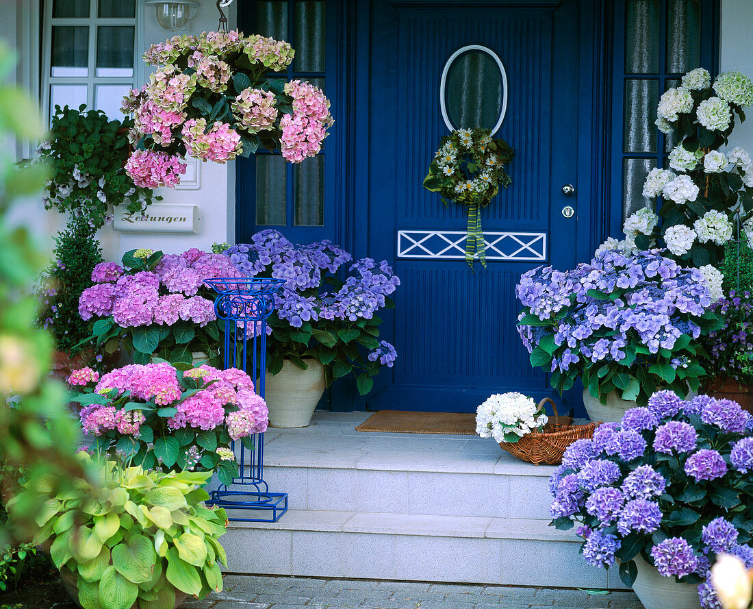 Hydrangea macrophylla