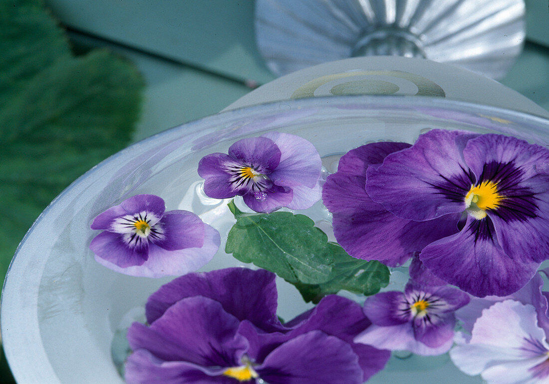 Viola cornuta, Viola wittrockiana