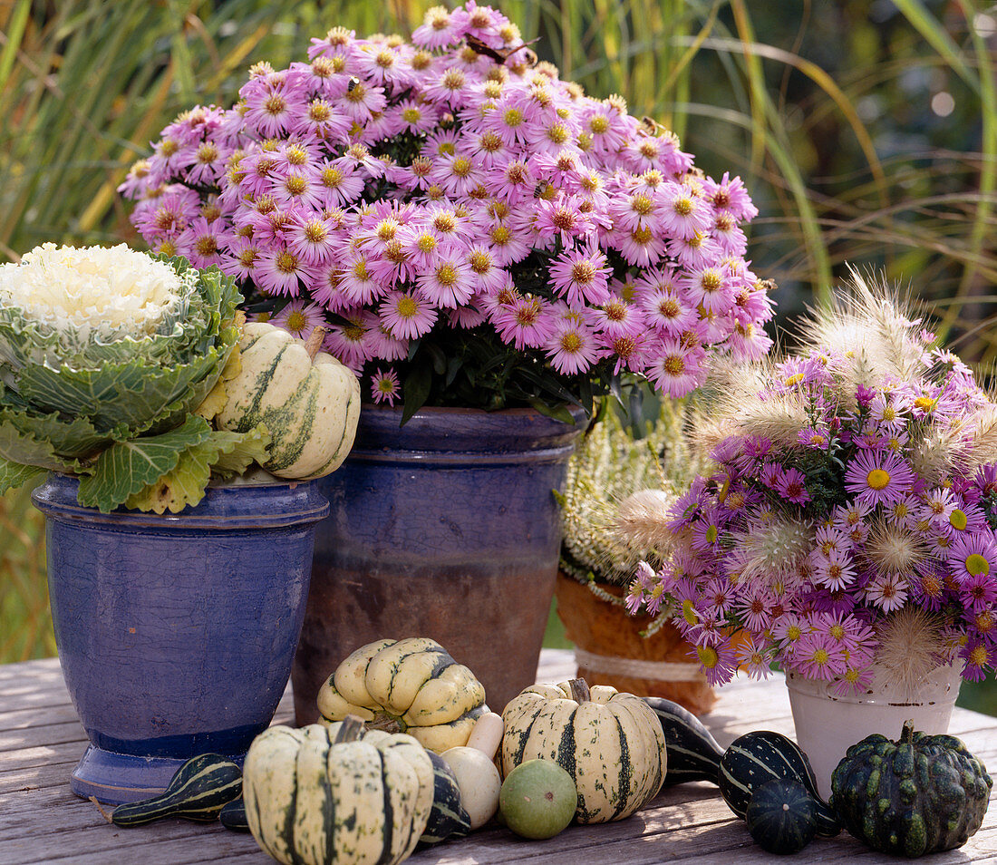 Brassica (ornamental cabbage), Aster dumosus (Cushionaster), Aster and Pennisetum bouquet