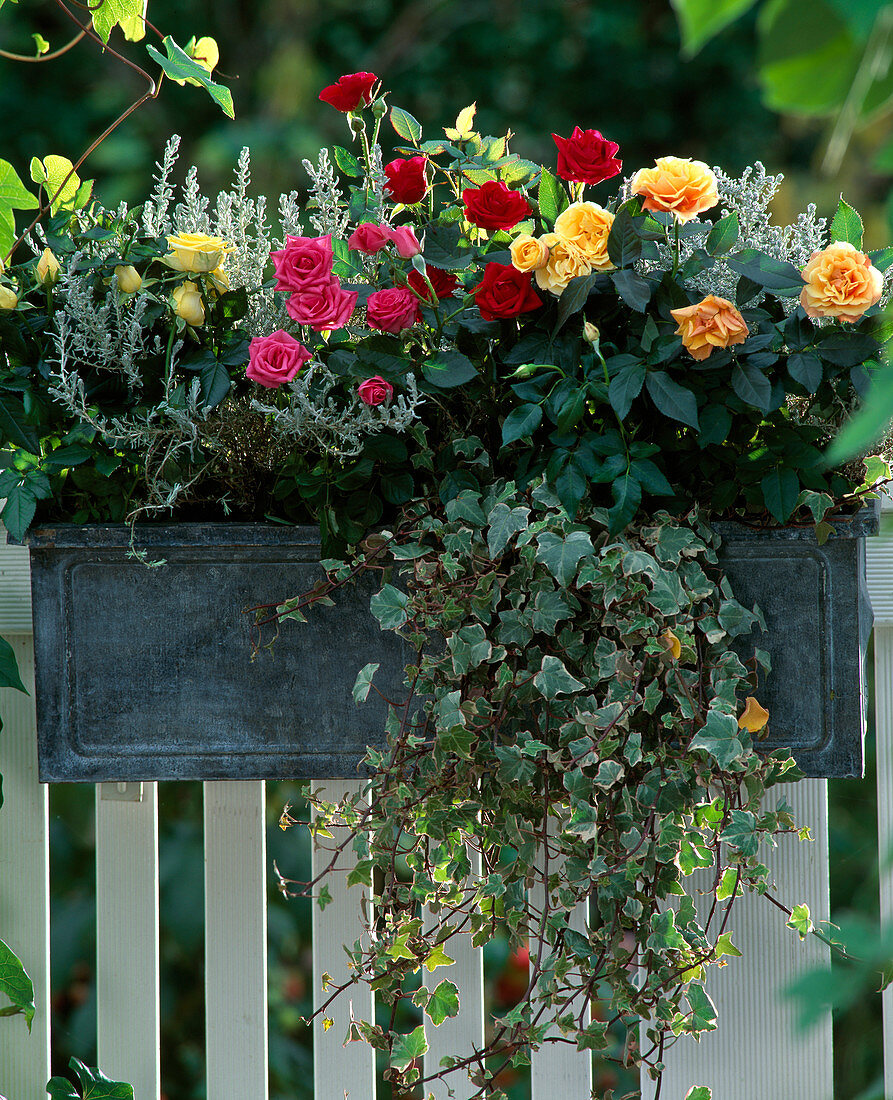 Zinc box with patio roses' 'Dream Hit', 'Isabell hit',