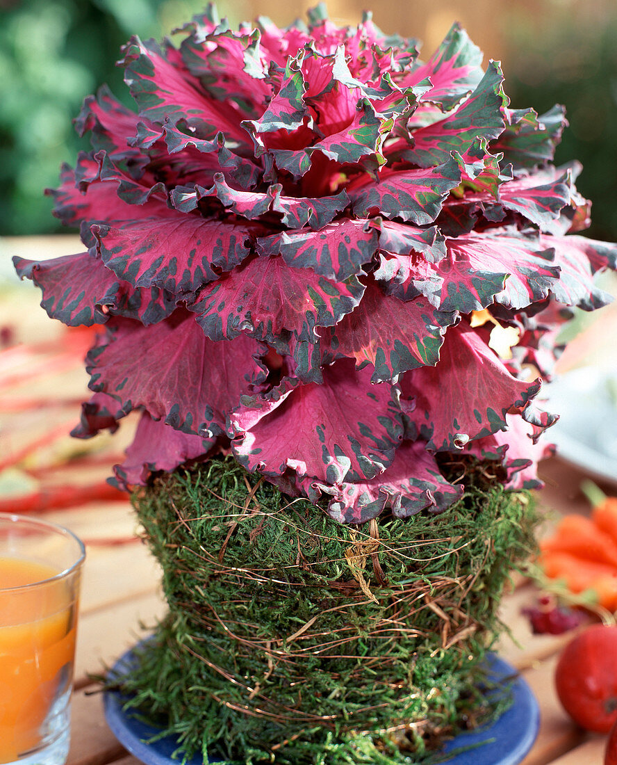 Table decoration, ornamental cabbage in a moss-clad clay pot