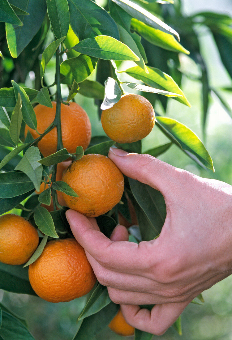Harvest of calamondin orange, 'Fukushu'