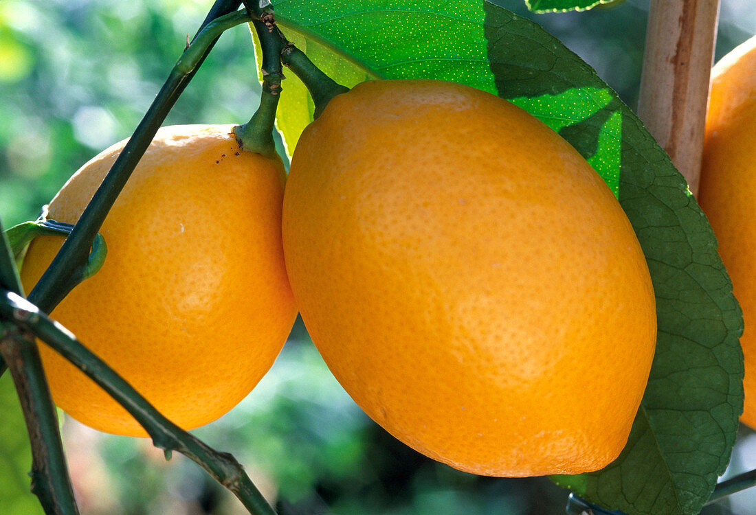 Citrus limon ' Meyeri'
