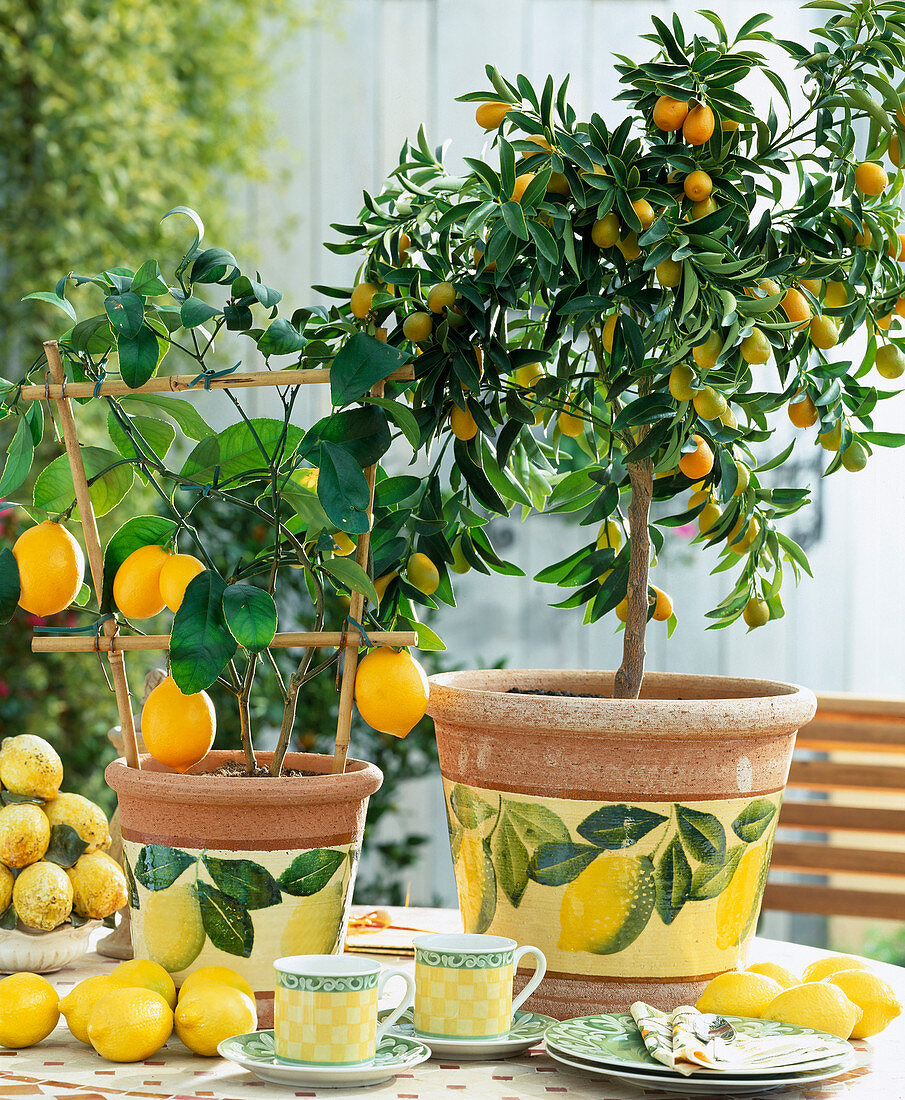 Citrus limon 'Meyeri'
