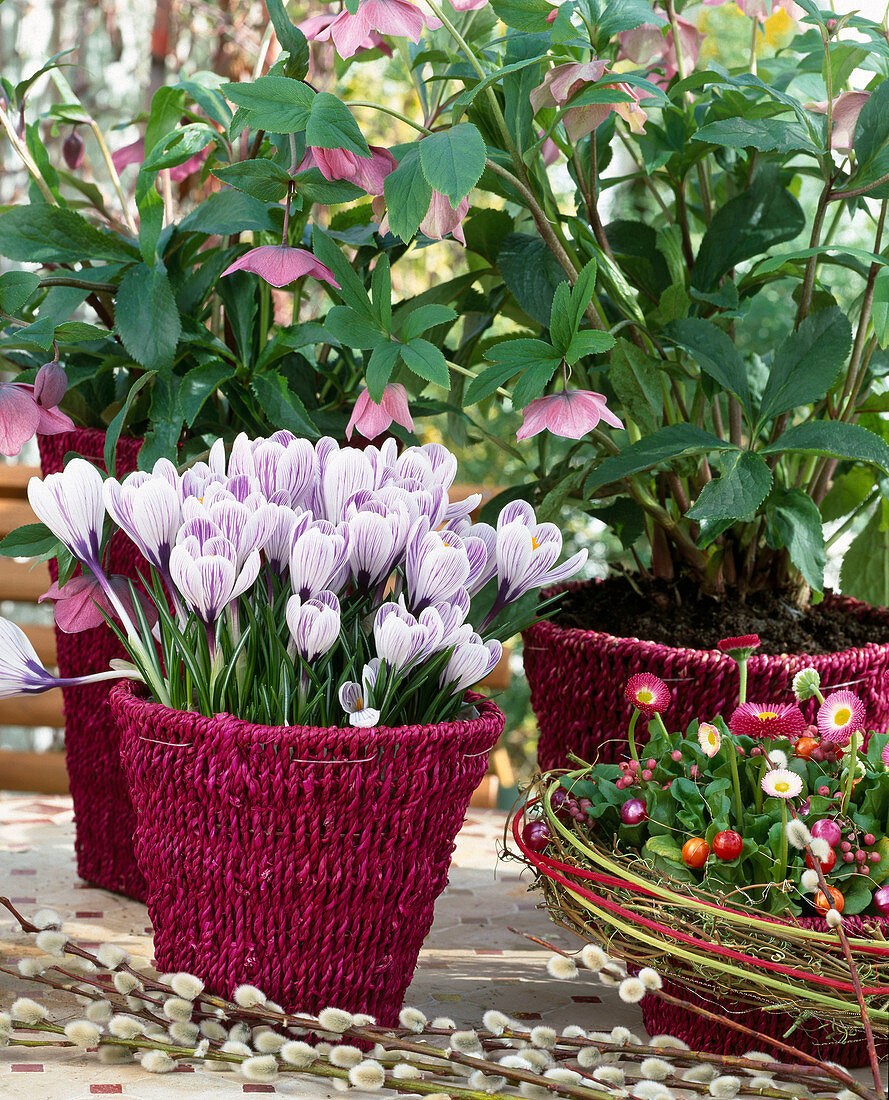 Crocus vernus 'Ladykiller', Bellis perennis (Gänseblümchen)