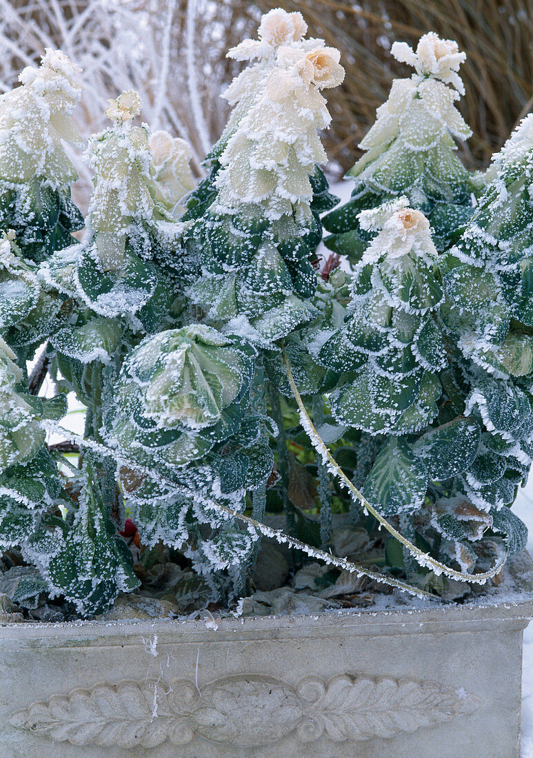 Brassica oleracea / Zierkohl mit Rauhreif im Kasten