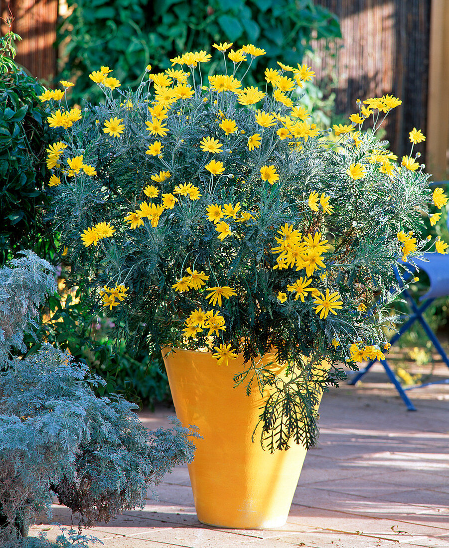 Euryops chrysantemoides (yellow marguerite)