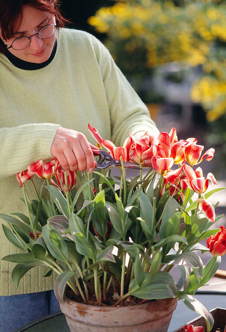 Tulpen nach der Blüte zurückschneiden