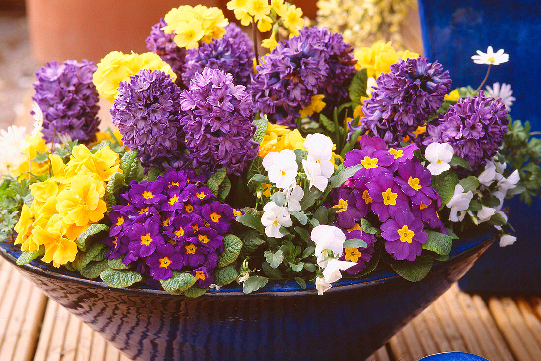 Blaue Schale: Primula acaulis / Kissenprimel, Hyacinthus orientalis