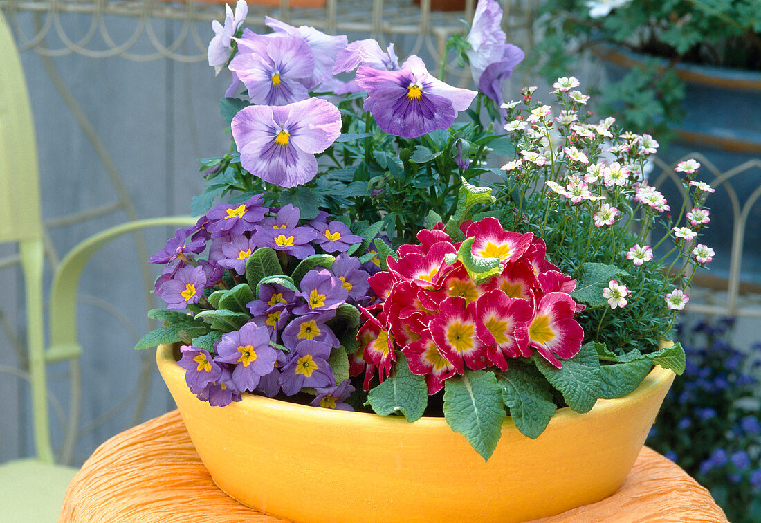 Bowl with Saxifraga, Primula acaulis, Viola wittrockiana
